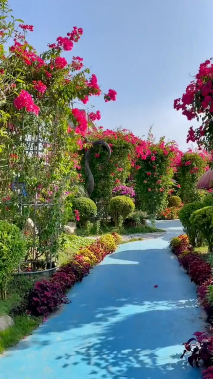 老友们,下午好,如果你不开心就出去走走,看这美景吧!