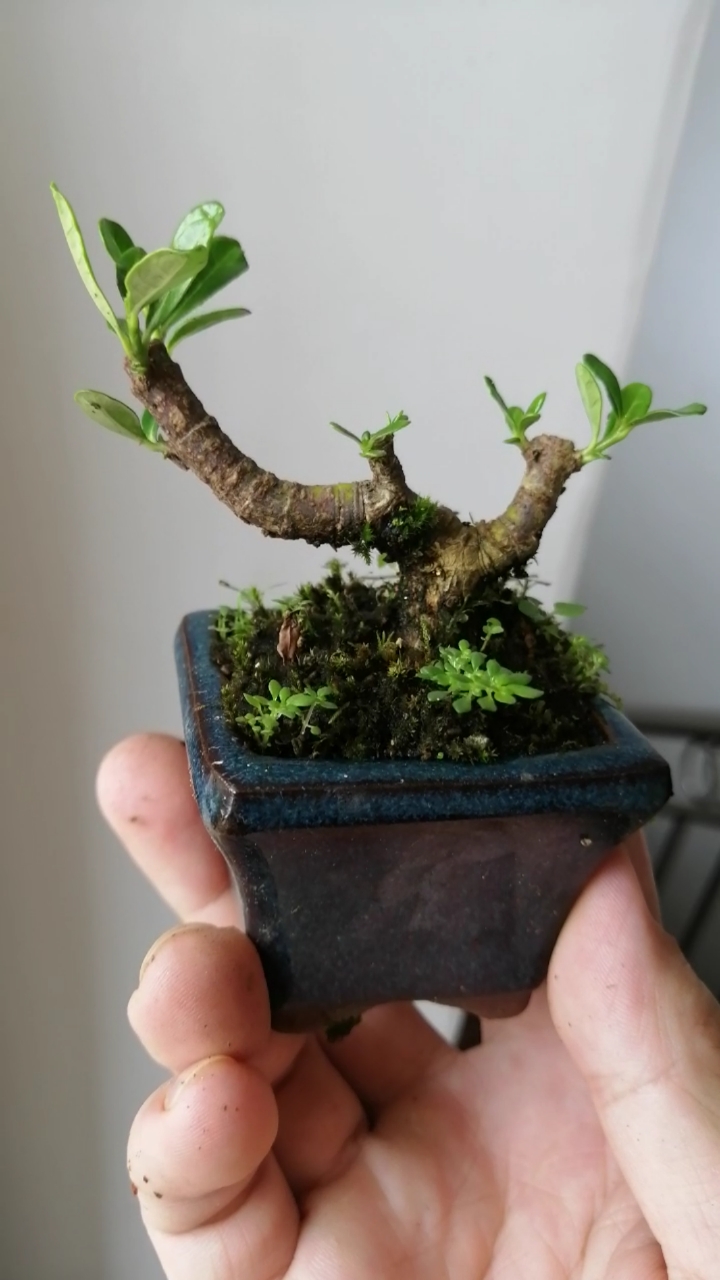 盆景#达摩栀子花