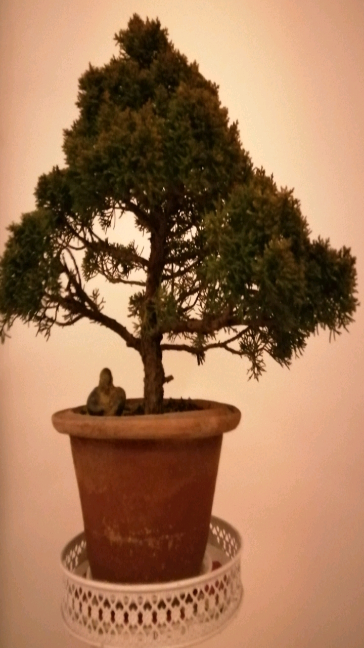 禅,真柏.修正道,树正气.树龄30年.