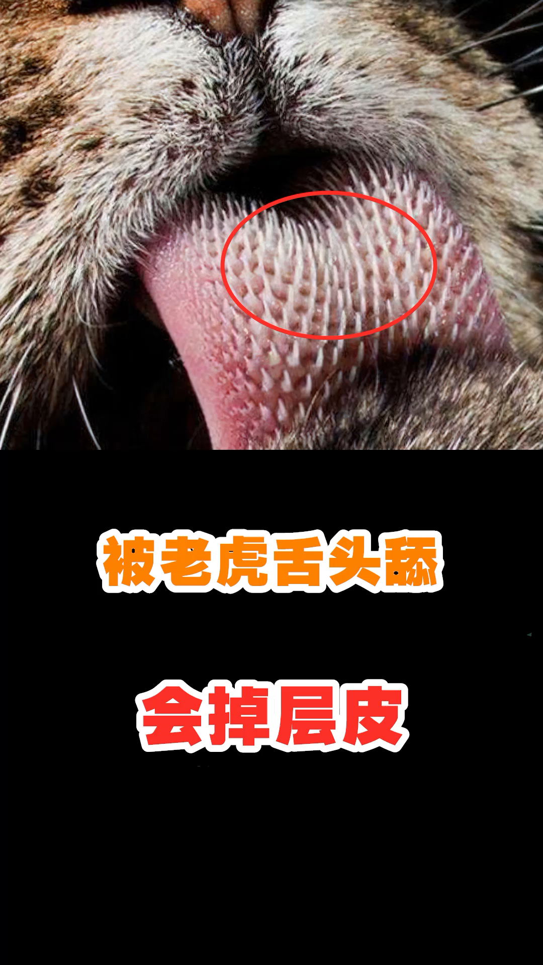 被老虎的舌头舔一口会掉层皮,这是真的吗?威力太大了!-全民小视频