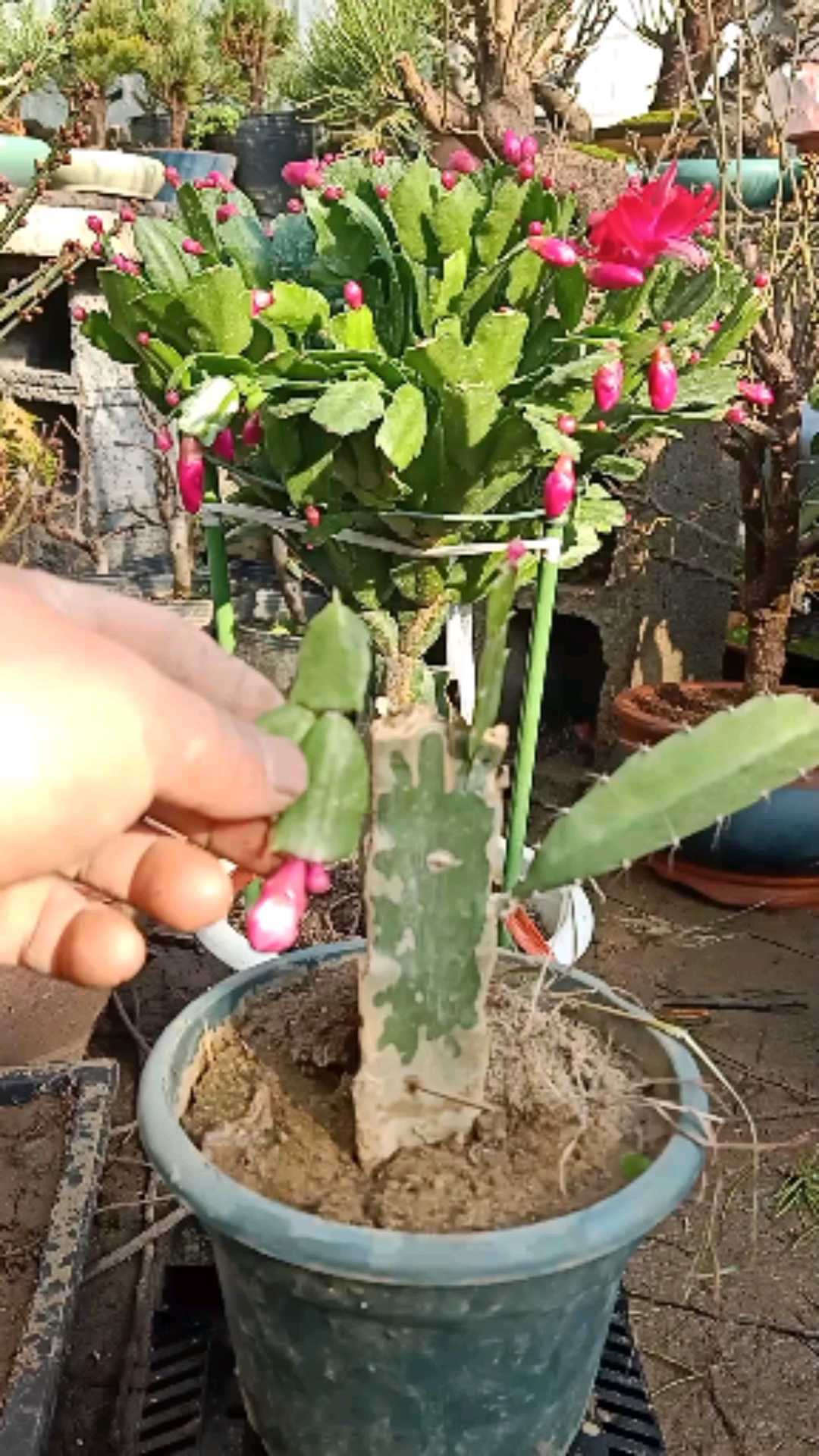 这是嫁接高手#火龙果嫁接蟹爪兰过程,一般人不懂-度小视