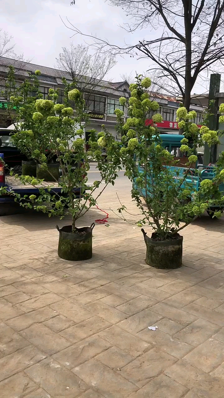 中华木绣球又名斗球耐寒耐旱南北方都可以栽植