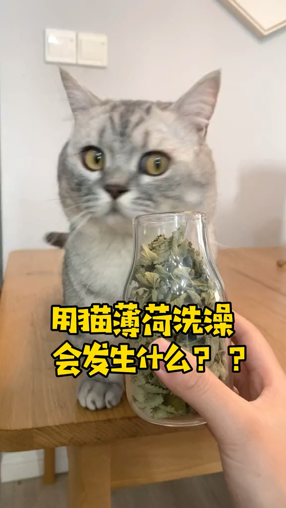 下次去猫咖前用猫薄荷洗个澡岂不是所有的猫都要跟着我混