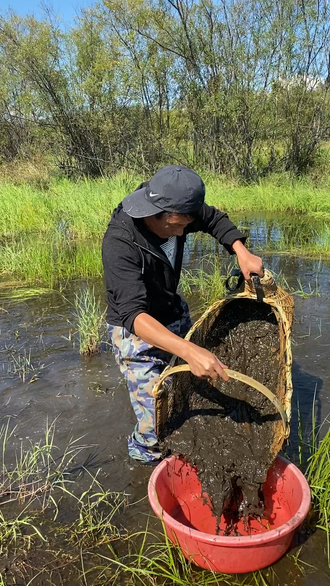 东北泥坑里抓泥鳅