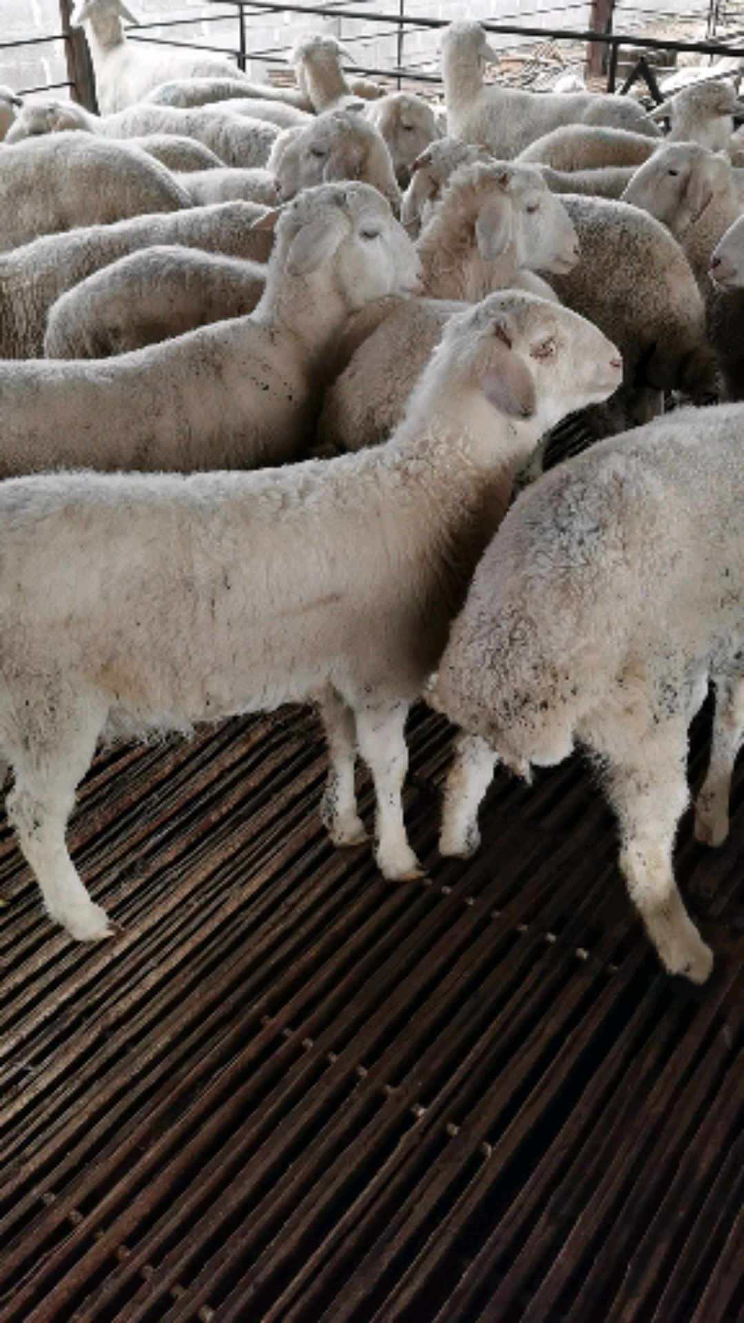 刚出栏的小尾寒羊头胎怀孕母羊