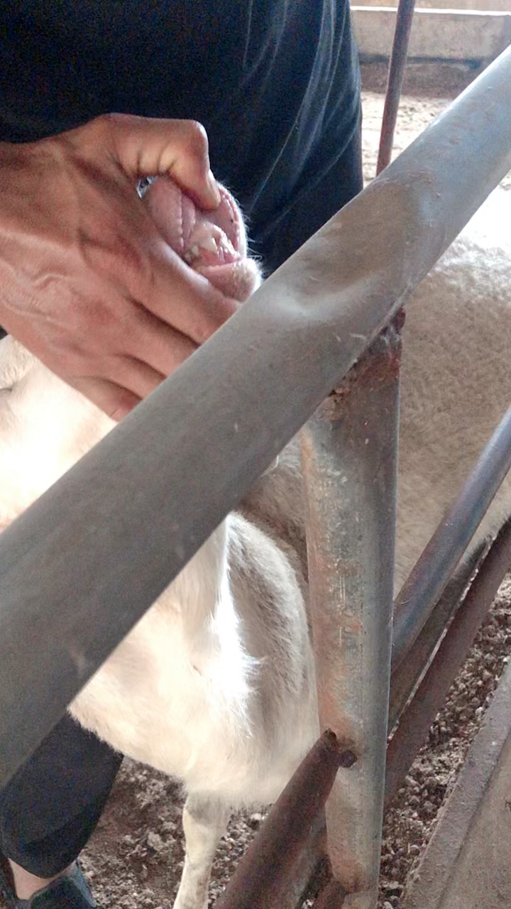 对牙07湖羊特级种公羊英姿飒爽一配三十只都没有问题