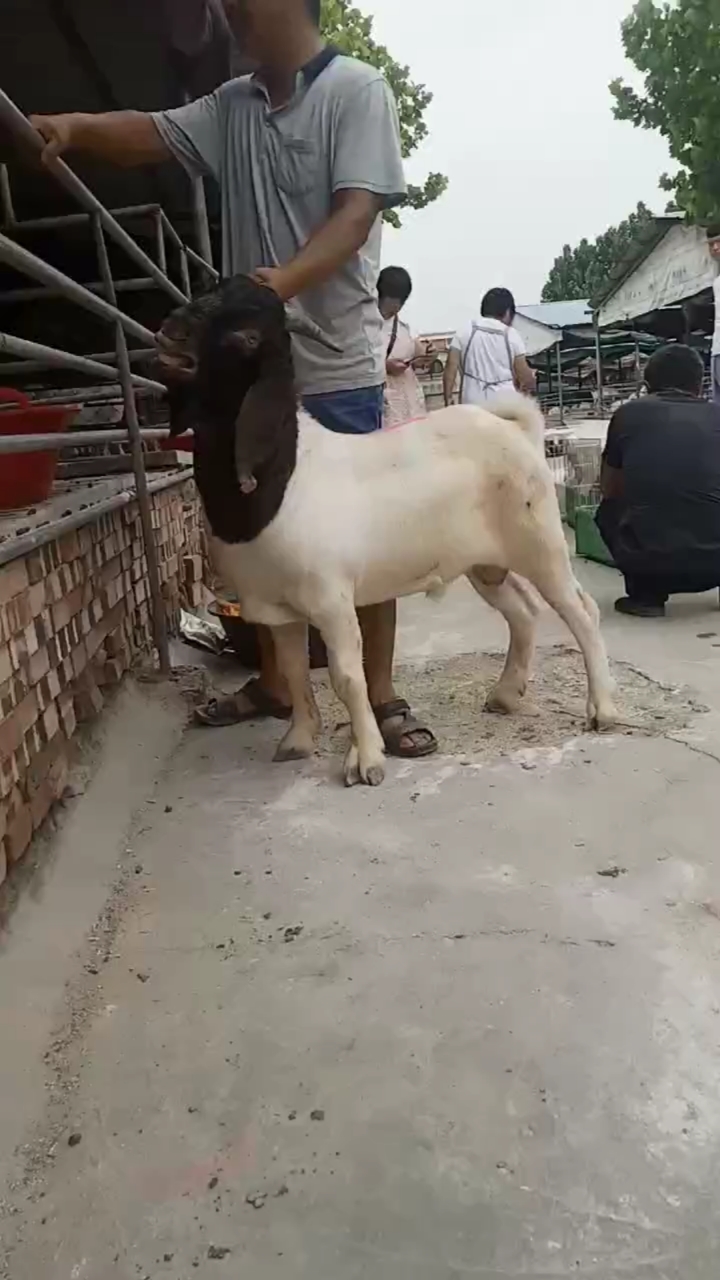 纯种波尔山羊#波尔山羊种公羊