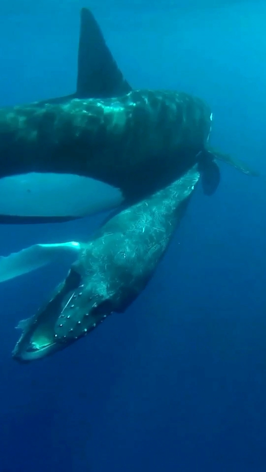 鲸鱼虎鲸群猎杀座头鲸幼崽残酷的海洋食物链07