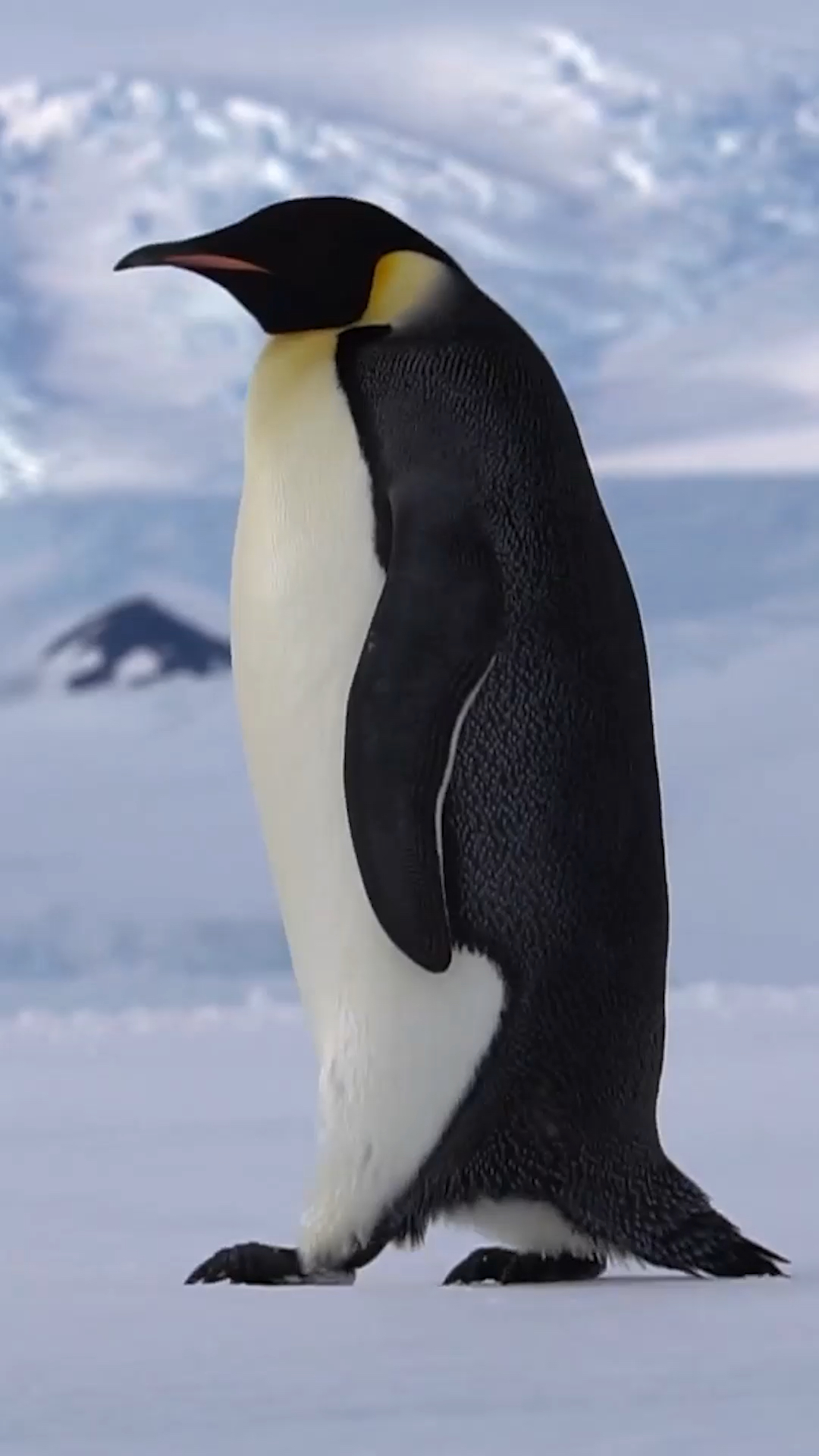 帝企鹅#南极帝企鹅悠闲时光