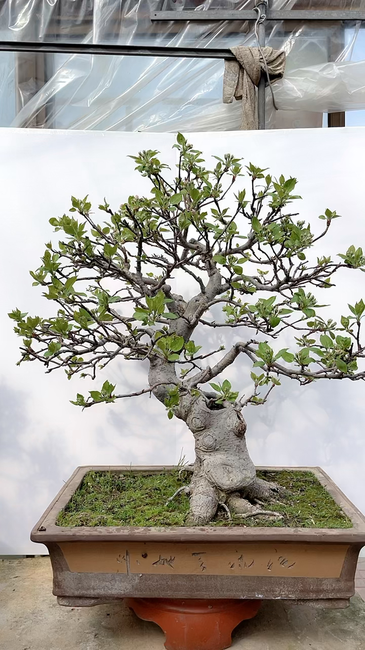 口感超好的一颗贵妃果盆景