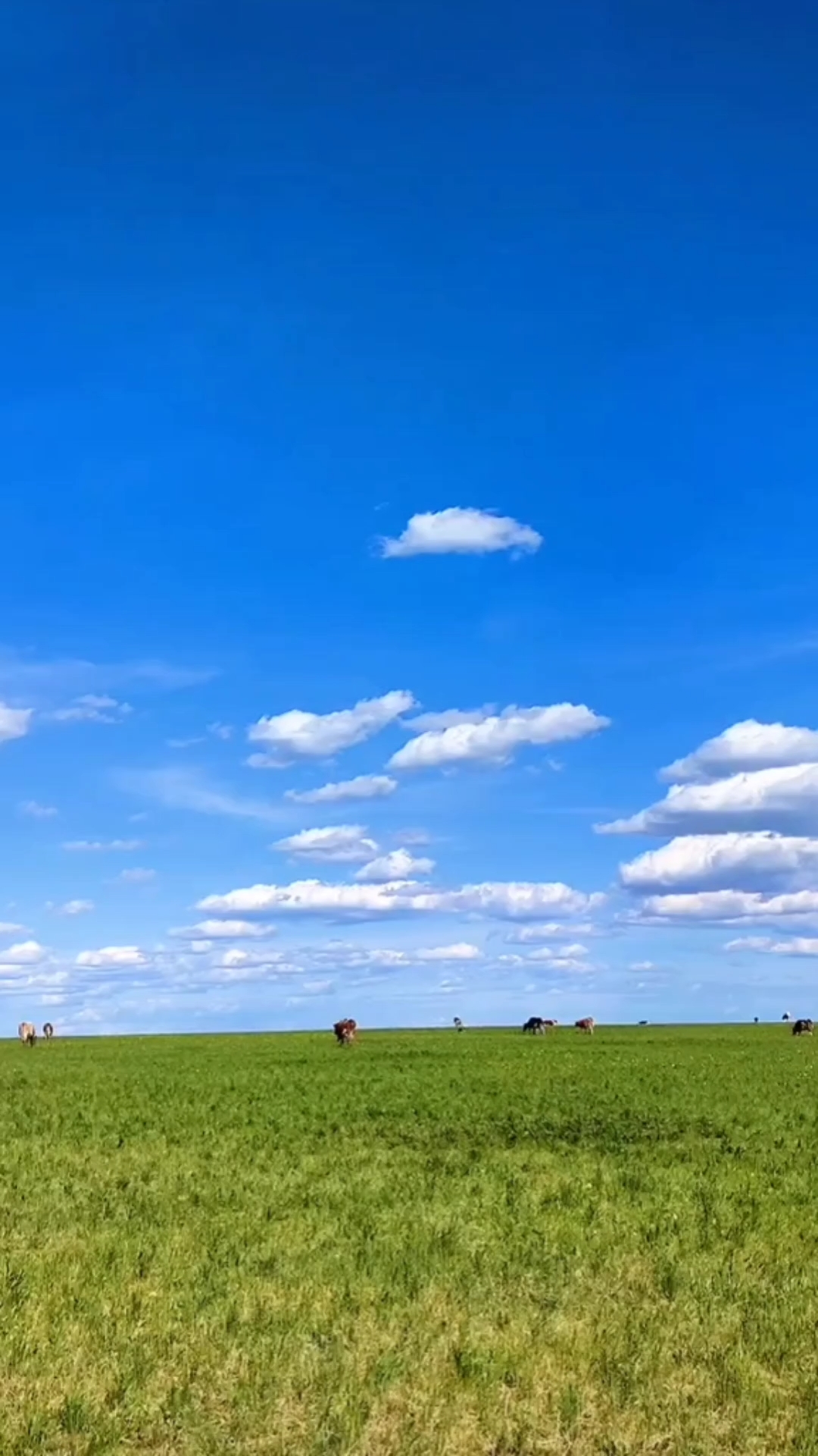 内蒙古大草原真美,一碧千里-度小视
