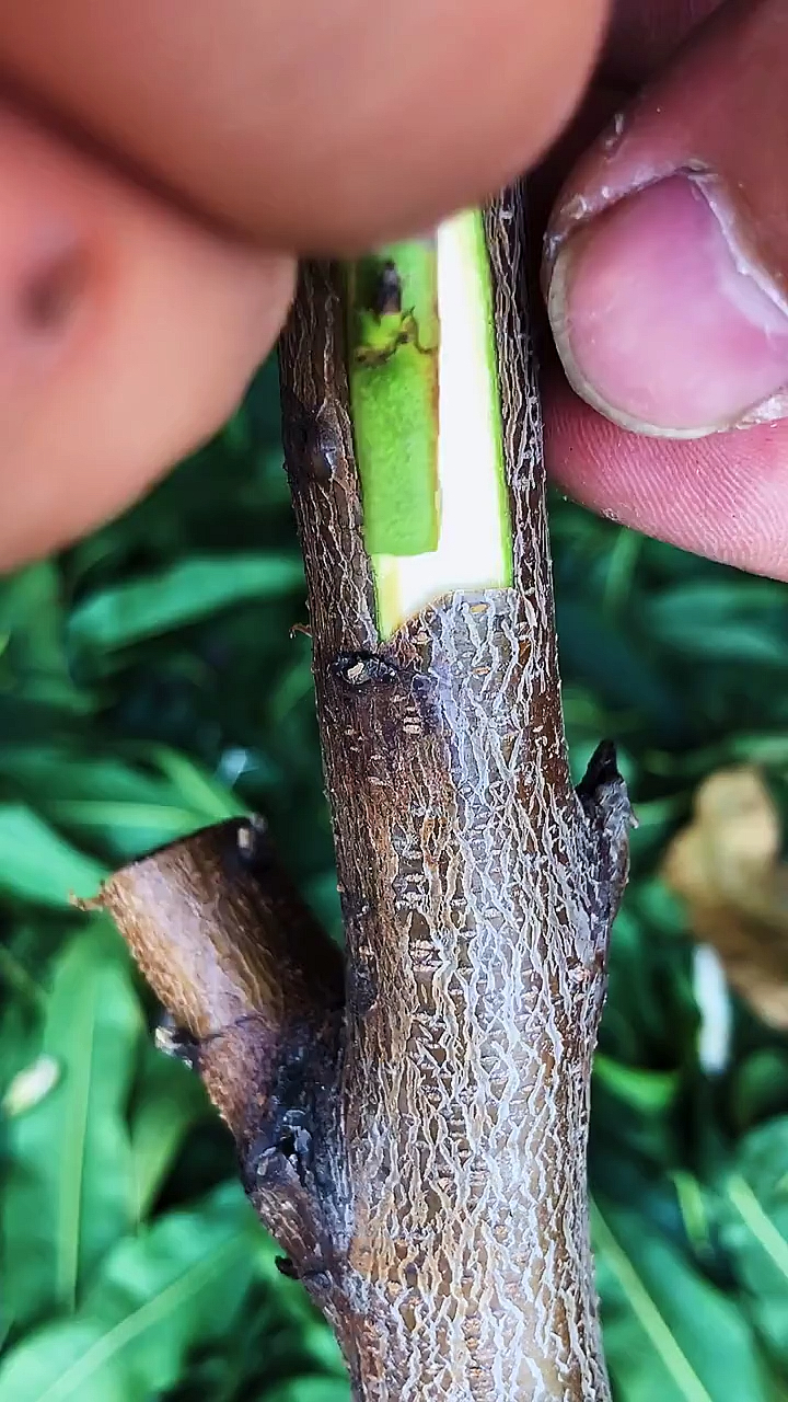 桃树嫁接过程分享秋季芽接成活率怎么样呢