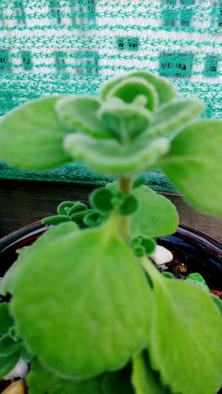 旅游进行时#碰碰香