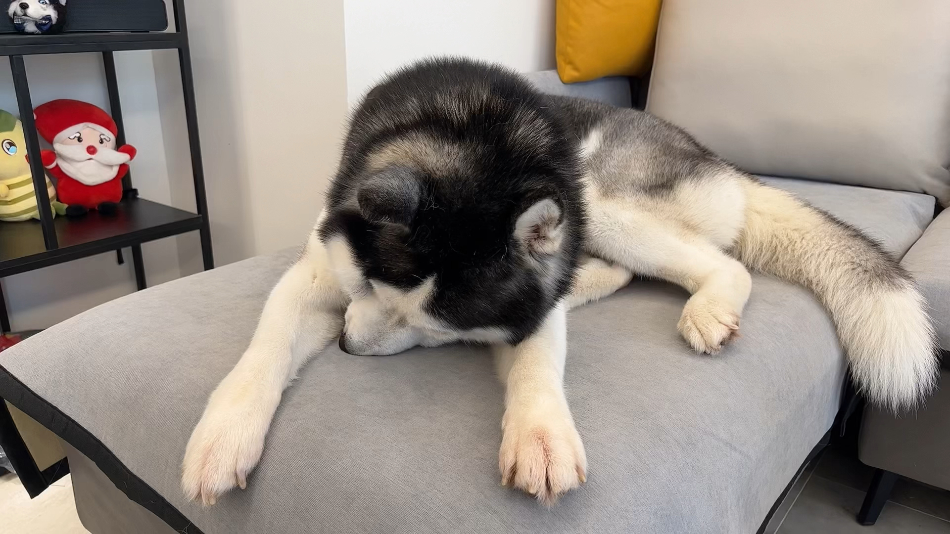 二哈:救命啊,杀狗啦