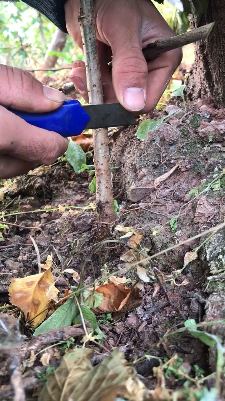 芽接时要选好优质的接穗和砧木用锋利的刀具在砧木芽眼上端1cm和下端