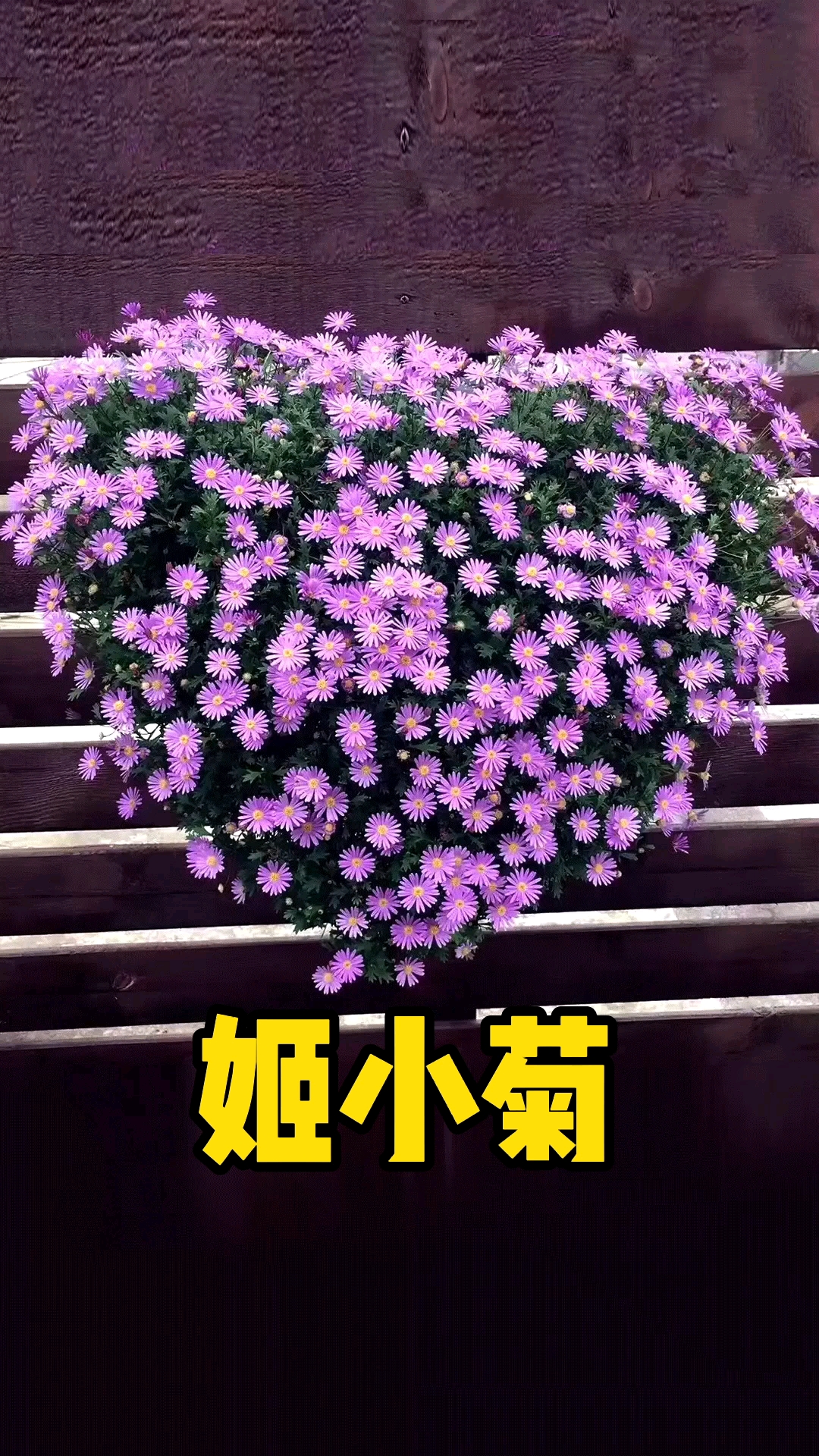 分享养花经验草花一霸姬小菊花期200天