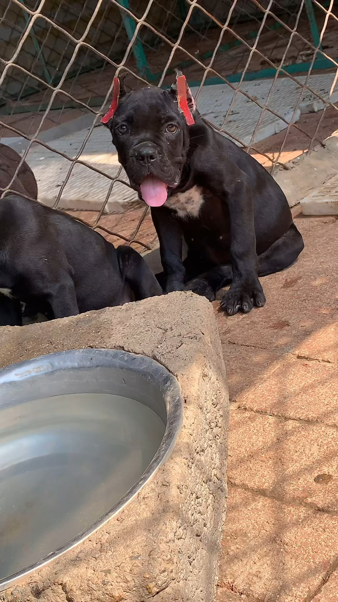 意大利卡斯罗护卫犬#巨型护卫犬卡斯罗,性格稳定温顺这也是许多人