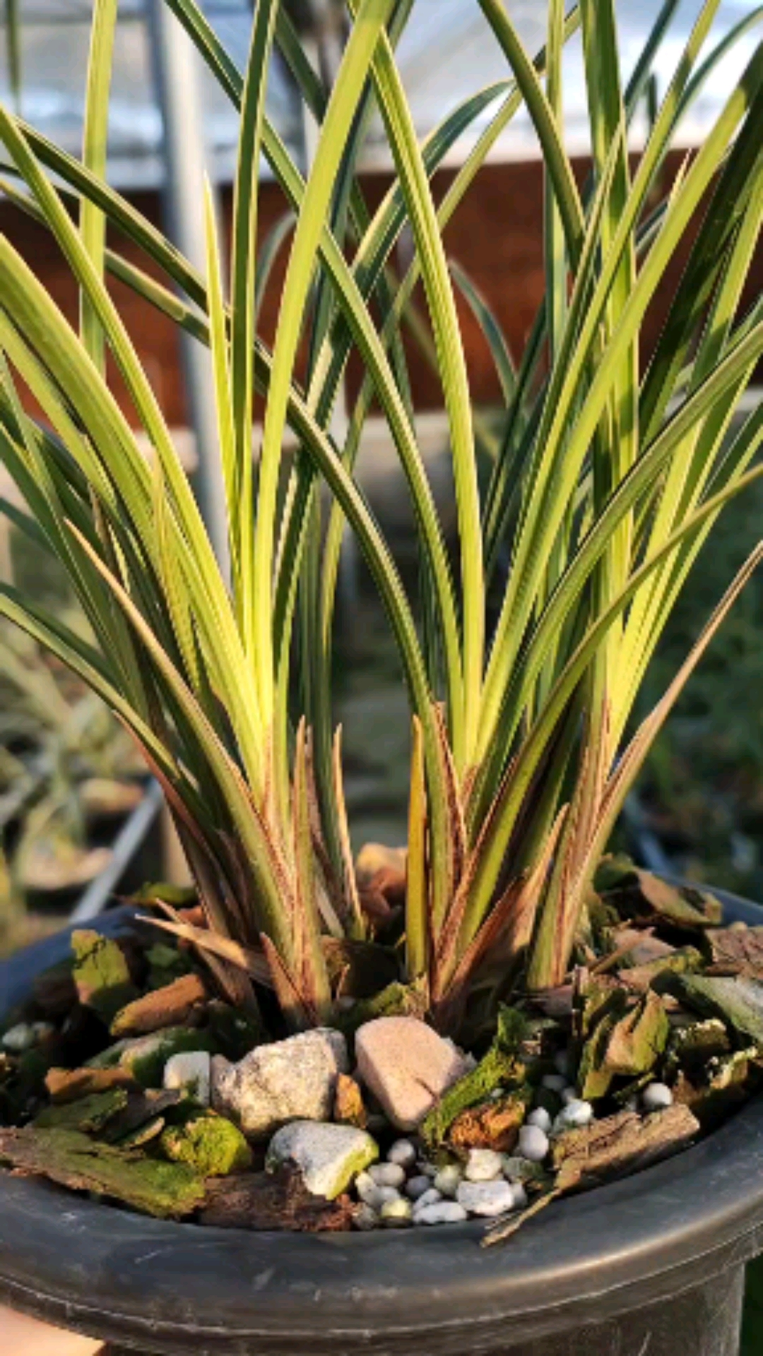 莲瓣兰翠晶红轮