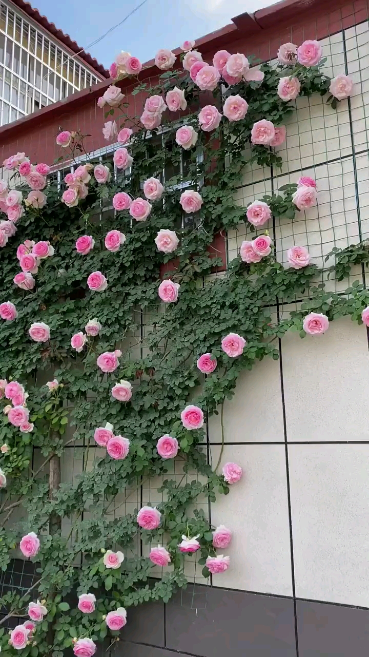 藤本月季粉色龙沙宝石自制成品花墙