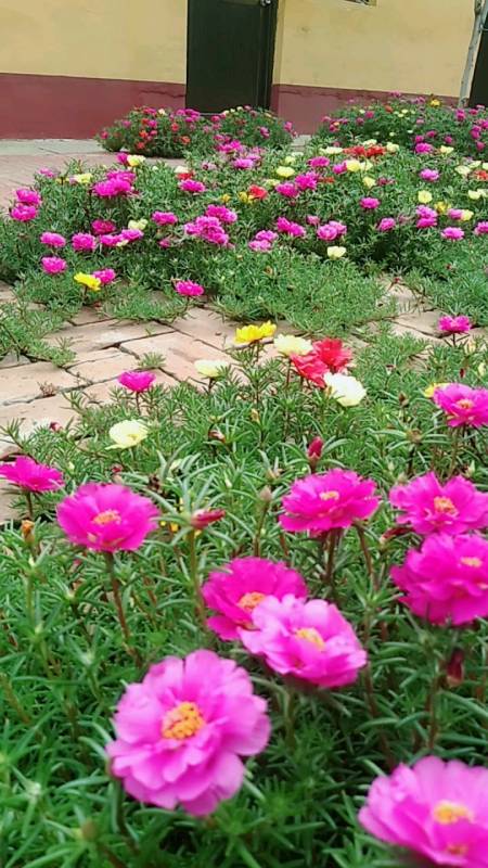 太阳花#太阳花园,有喜欢的吗?