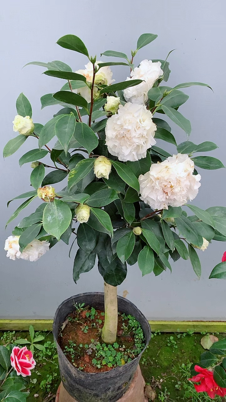 茶花#夏威夷新娘茶花开品鉴赏!