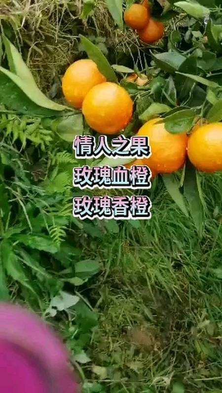 江西任氏果业:情人果玫瑰血橙上市了,你心动了吗?
