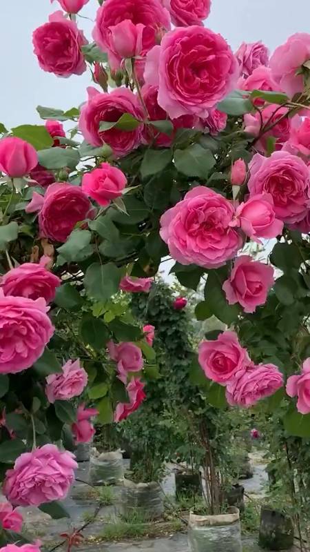 爬藤月季系列欧月大游行蒂娜