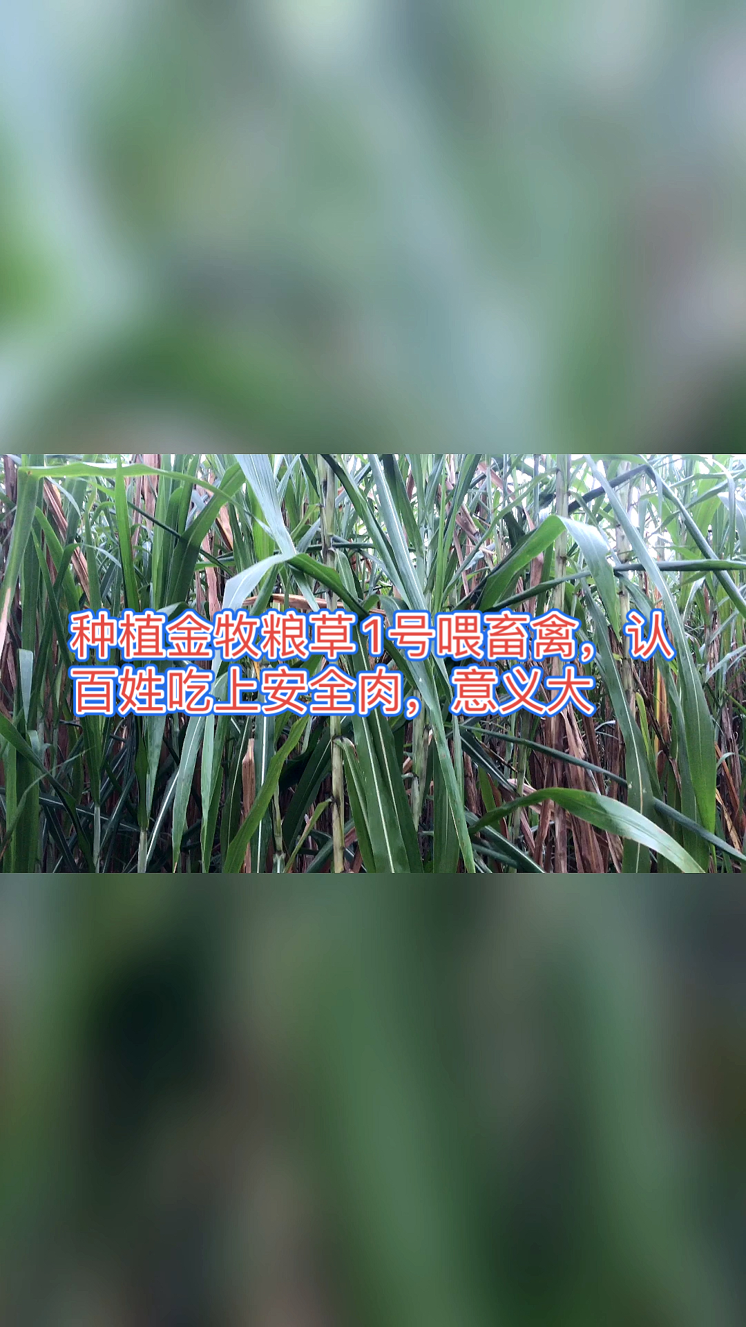 高产牧草种子种植金牧粮草1号喂畜禽认百姓吃上安全肉意义大