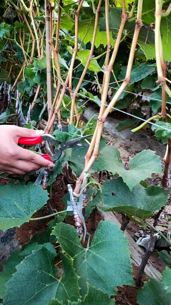葡萄苗木木质化程度非常好,10月份开始起苗