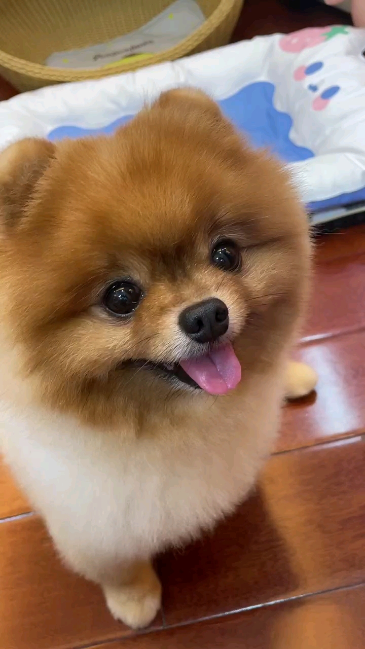 萌宠博美宝宝#双眼皮大眼睛可爱乖巧讨人欢心的小可爱