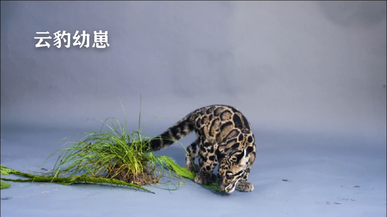 通过特殊技术拍摄的两只小云豹