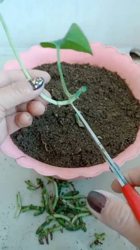 扦插绿萝的方法一定要学习哦-全民小视频