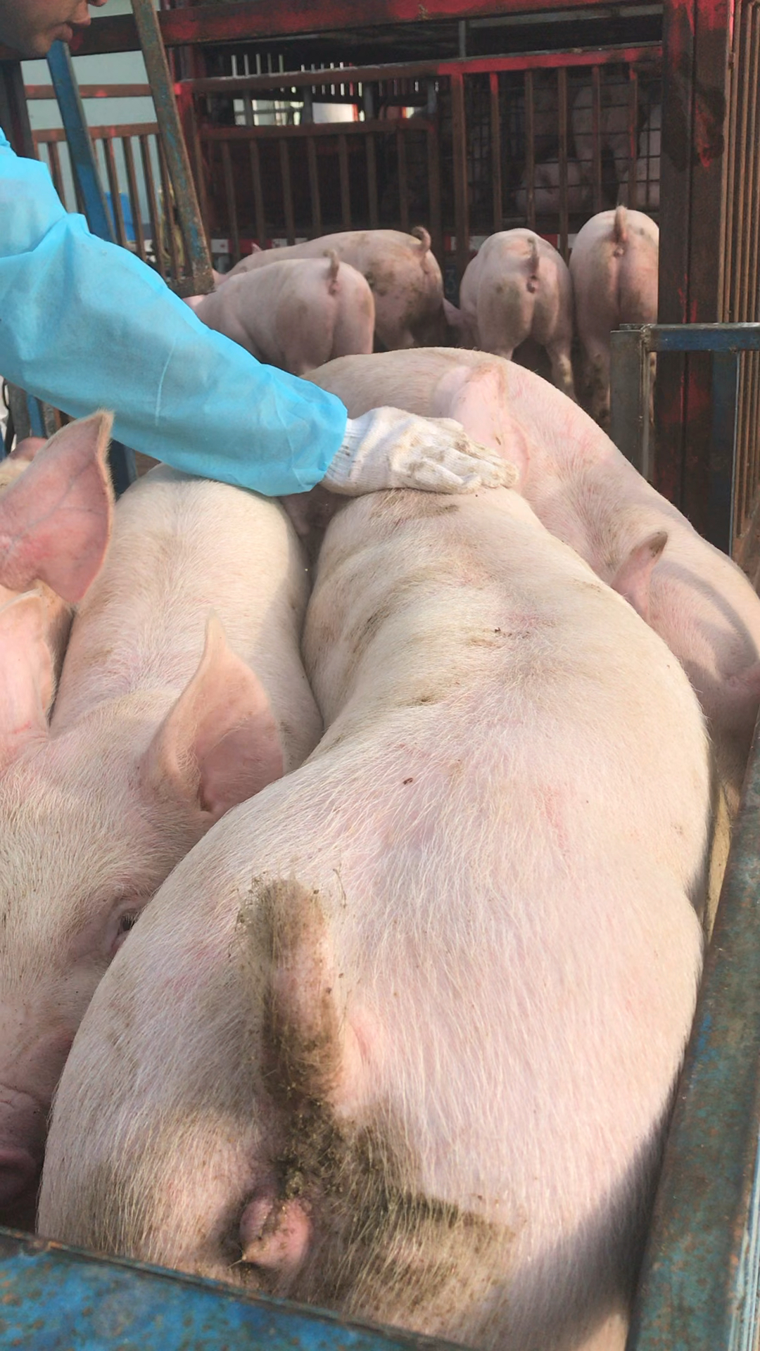 种猪场新美系二元母猪品系和体型好不好