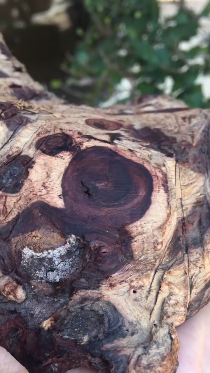 海南黄花梨西部霸王岭紫油梨野生老料.