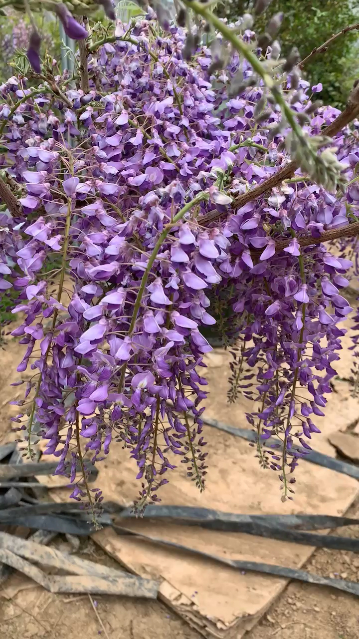 进口紫藤,开花浓香型,寓意紫气东来,家宅祥瑞