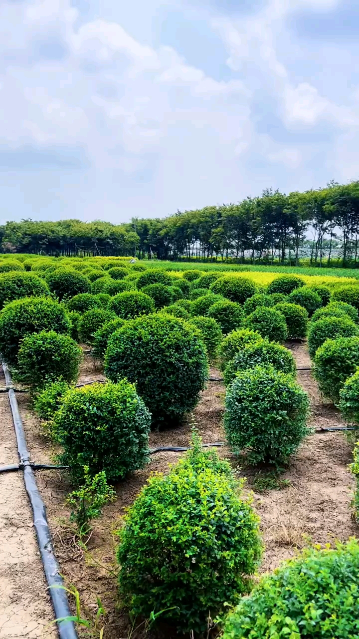 小叶女贞球四季常青不落叶适合庭院别墅绿化栽植