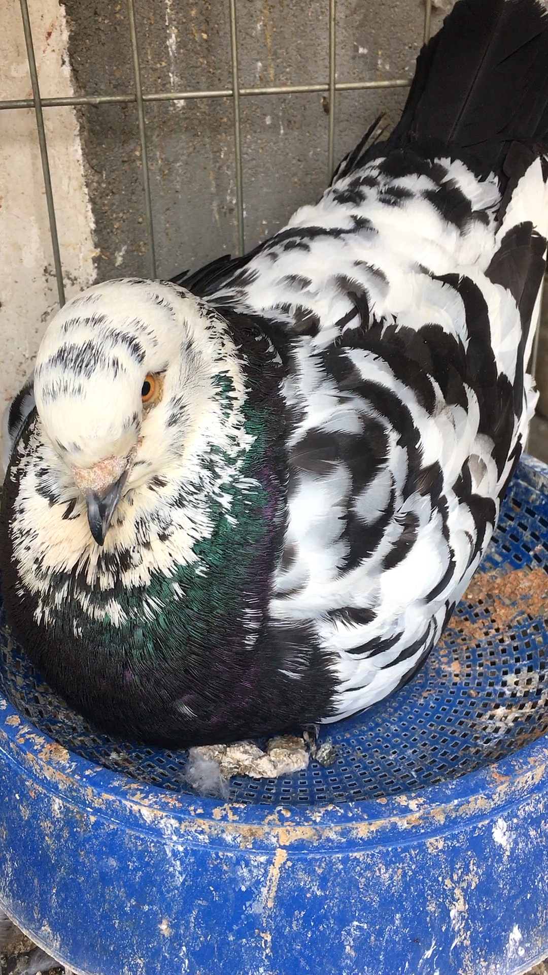 元宝鸽#正在孵的雪花元宝鸽