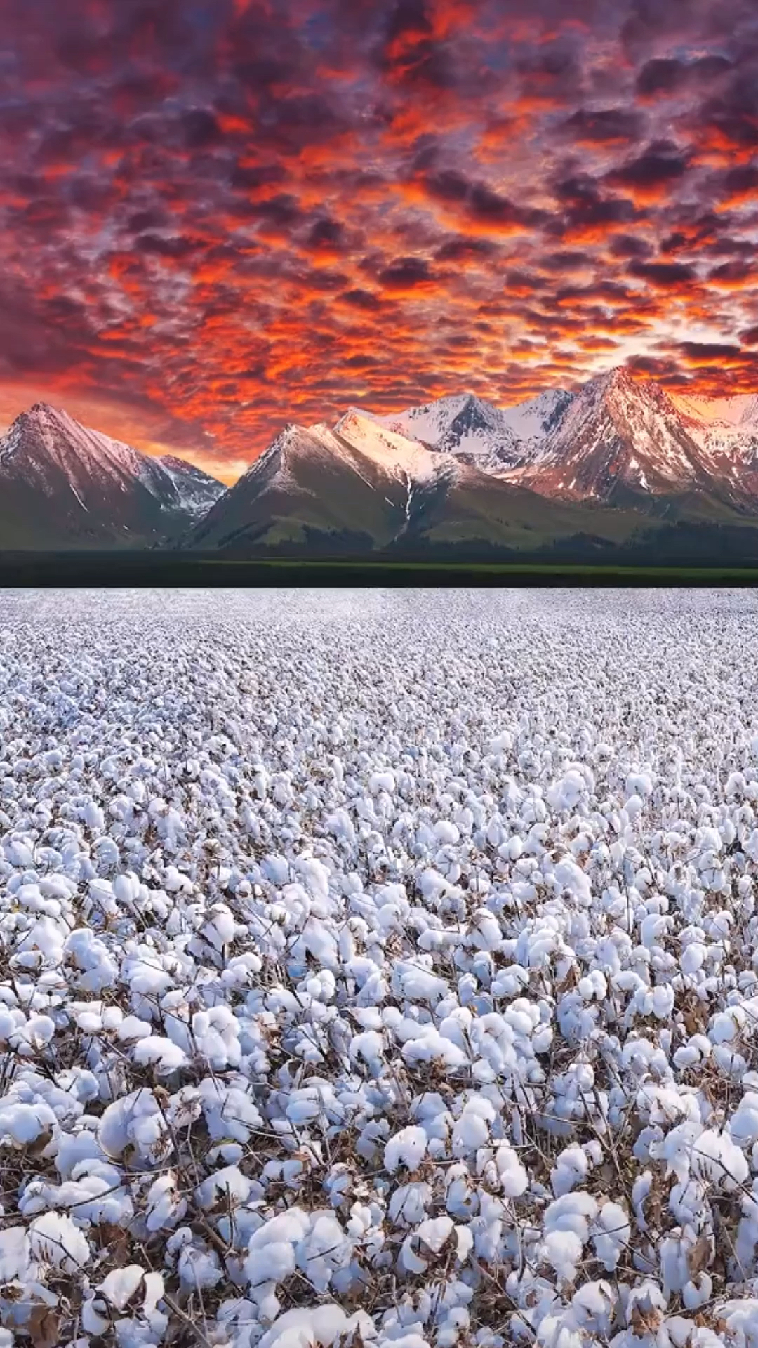 咱美丽的新疆棉花.