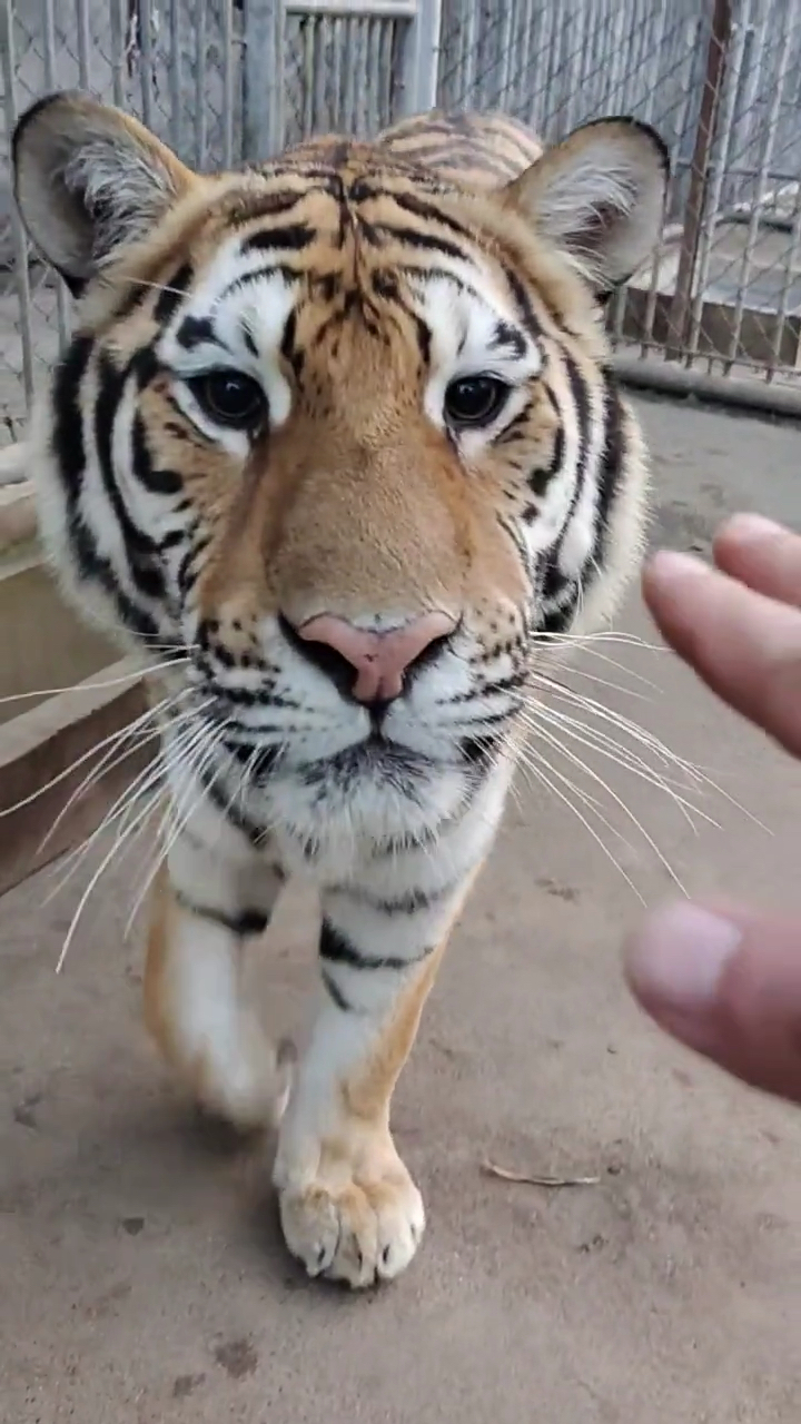 这是一只唯一能让我摸的老虎