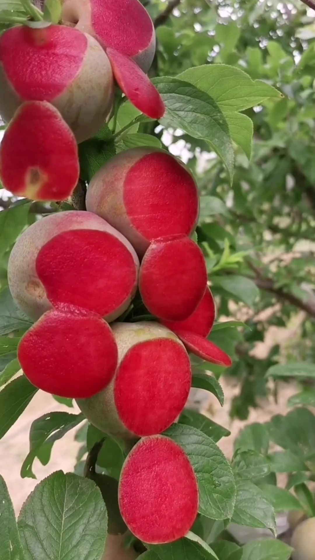 味帝李子苗味帝李子品种介绍味帝杏李种植方法真假味帝李子苗怎样辨别