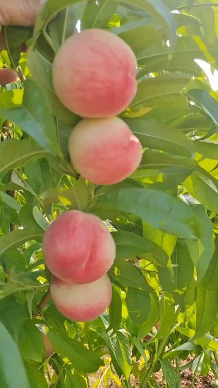 中桃13品种介绍中桃13桃树苗特性