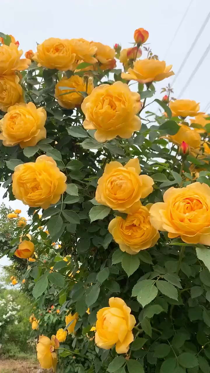 藤本月季黄金庆典花大浓香型多季循环开花