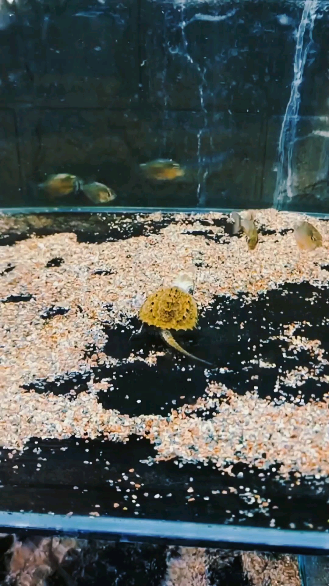 动物世界#鳄龟大战食人鱼