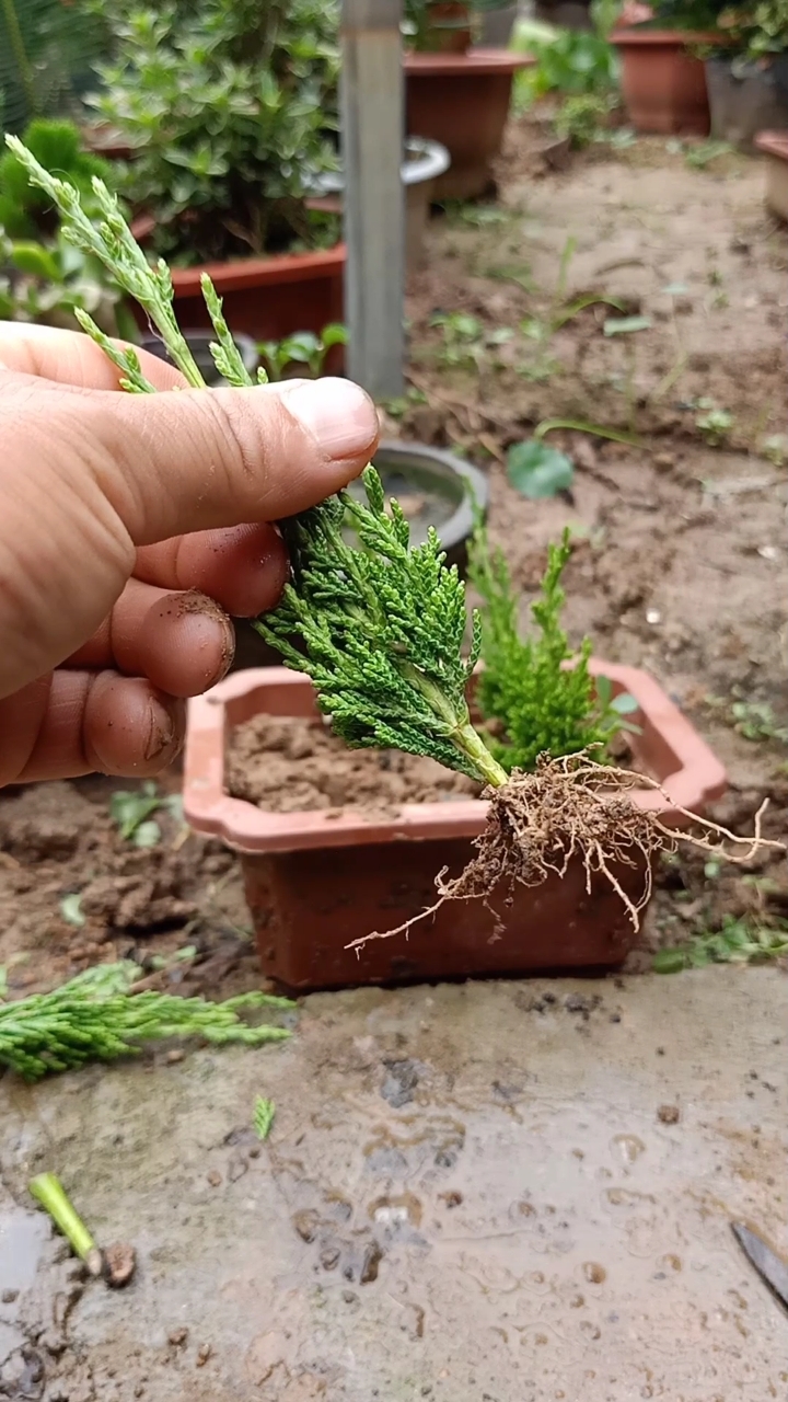 扦插高手#柏树扦插技术,把握好管理,成活率极高-度小视