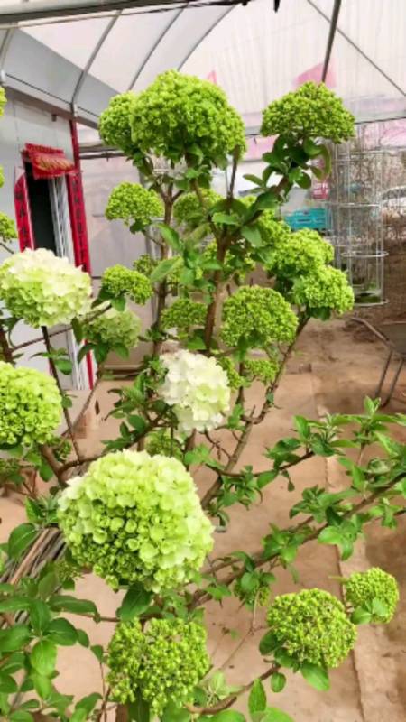 3 莒南长树庆典:某宝,我买的那家店已经下架了 回复 01月前 br287901