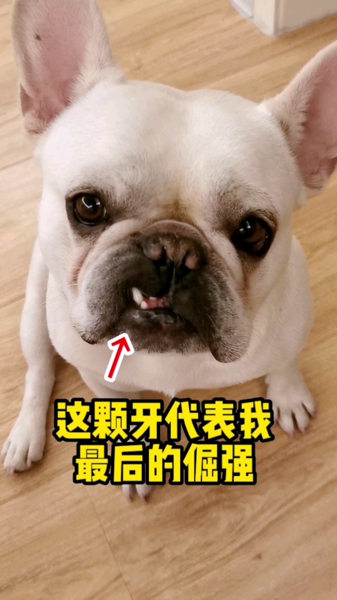 搞笑萌宠龇牙是我最后的倔强