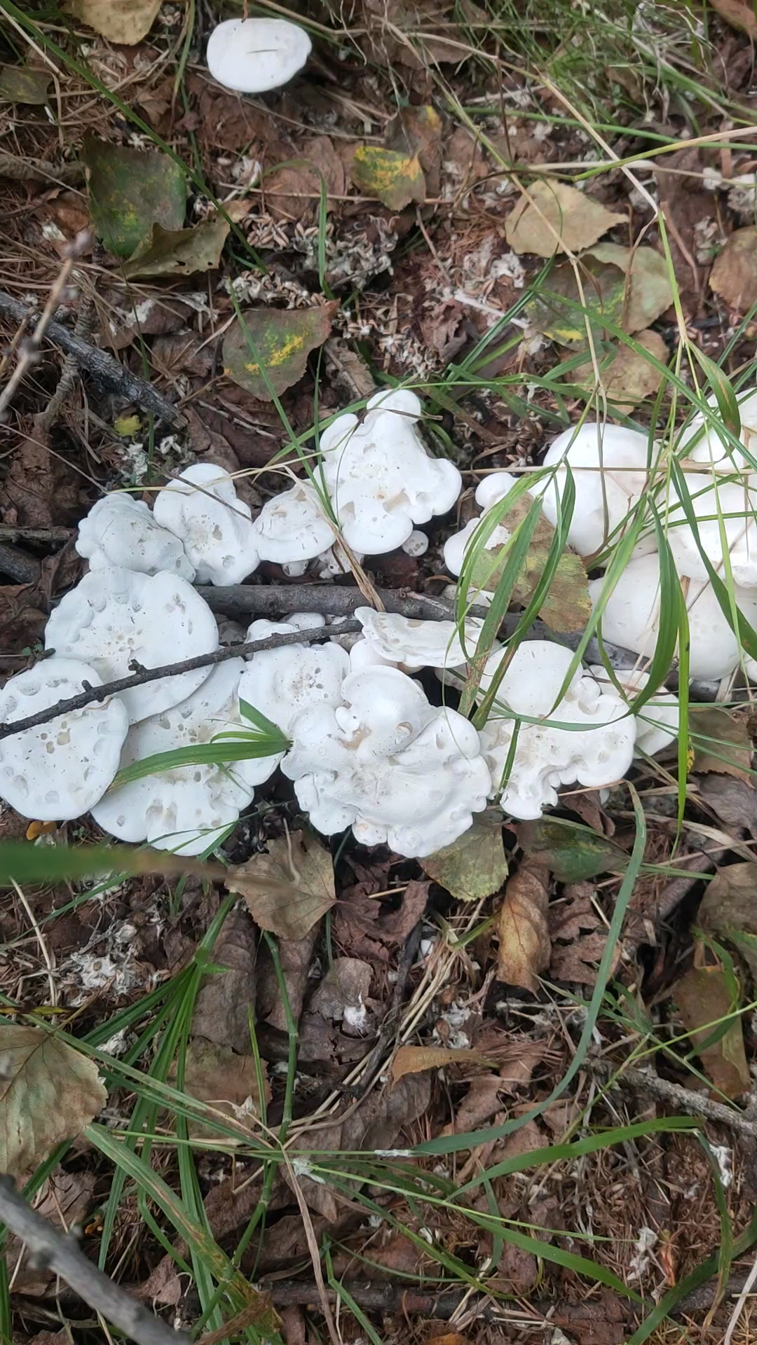 发现整圈大白蘑菇