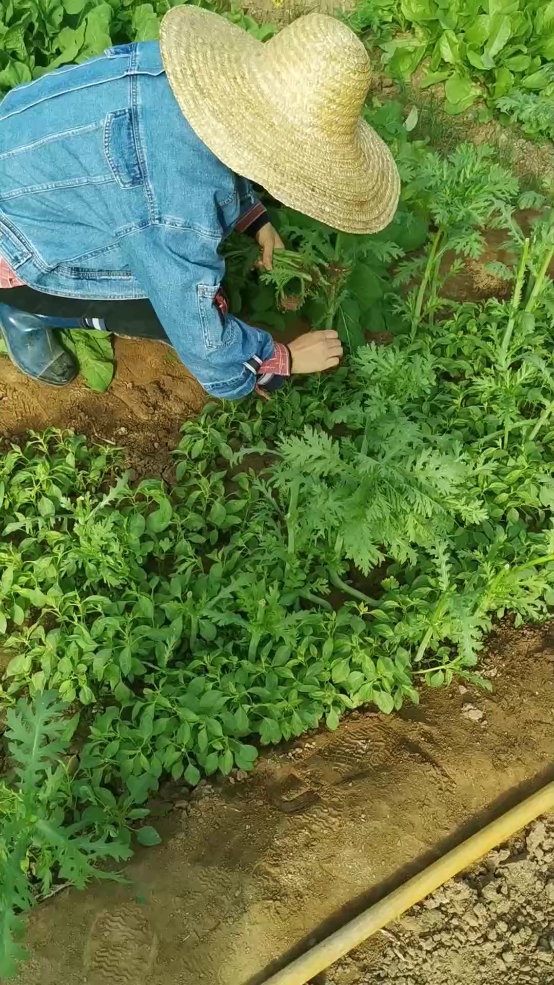 蔬菜套种节约空间,可以是高的和矮的套种,也可以是生长周期长的和生长