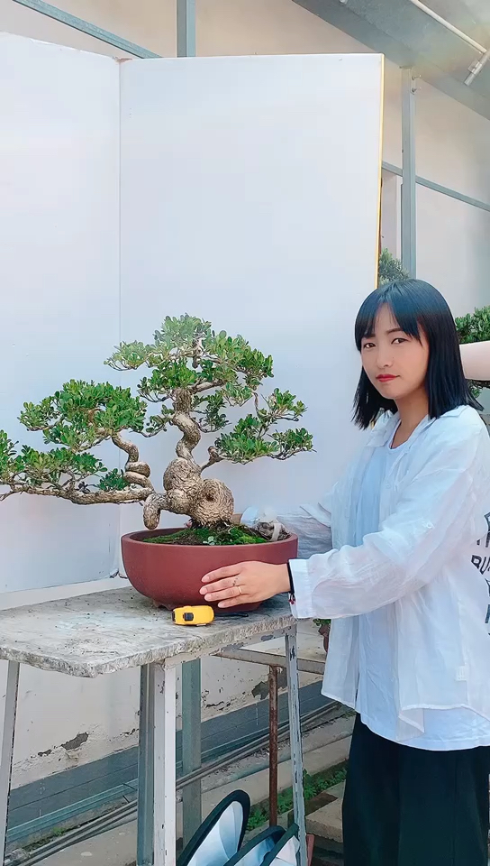 精品盆景老桩童子功瓜子黄杨