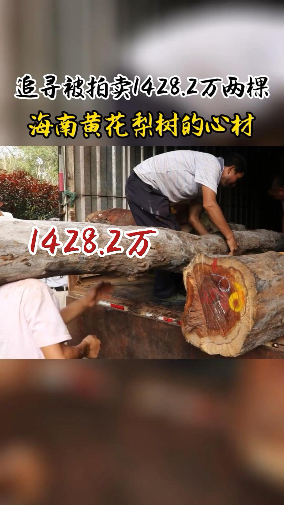 这两棵1428.2万海南黄花梨树心材漂亮吗?